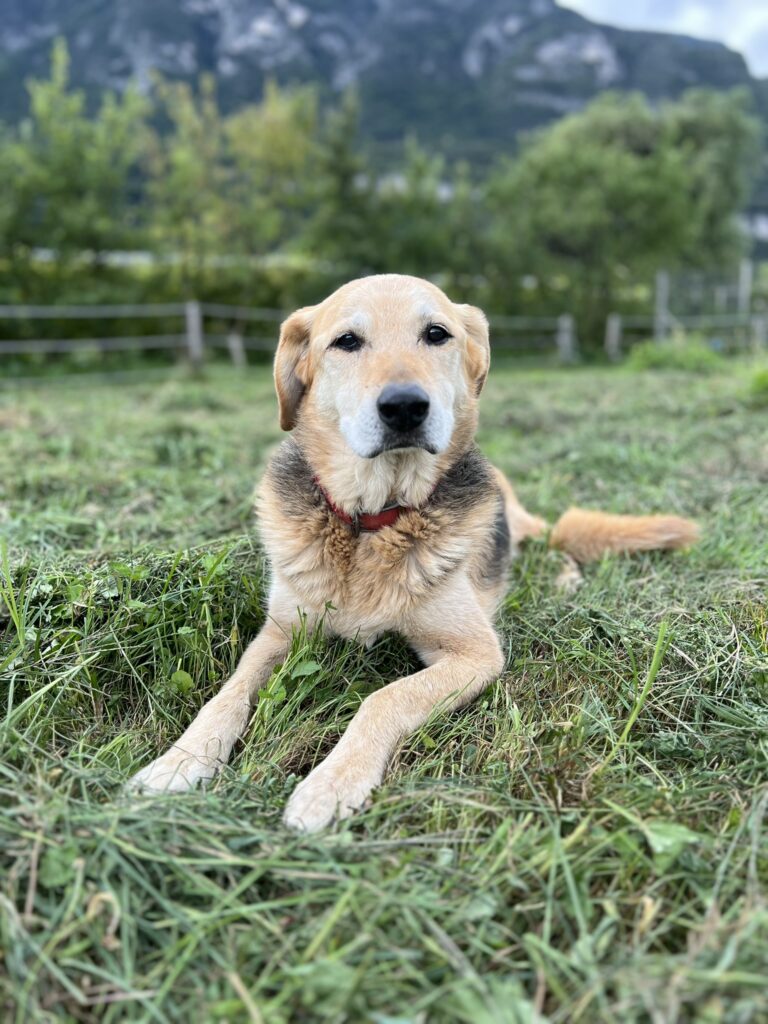 Hund Asino Amico Jack 